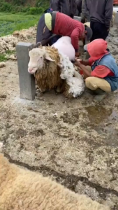 COD Alat Mesin Cukur domba baorun original Elektrik Bulu hewan kambing tanpa kabel di cas