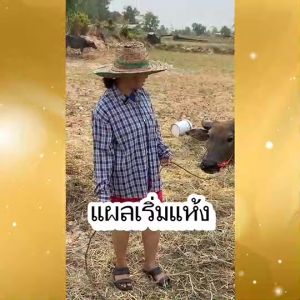 สัตว์กินเก่งลักษณะดี ขนสวย โตไว เร่งการสืบพันธุ์ ปลอดภัยต่อผู้บริโภค ฟาสท์ไคโตซานฝาเหลือง3ขวด สินค้าพร้อมจัดส่งใน1วัน อาหารผสมสำหรับสัตว์