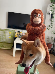 Gorilla Monkey Plush Toy Doll Gift for Boys Girls Home Birthday Polyester Filled Stuffed Animal Toy from Mainland China