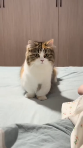 😺เลเซอร์พกพา😸ปากกาเลเซอร์ เลเซอร์ล่อแมว ล่อแมว ไฟฉายLEDไฟฉายล่อแมว แสงเลเซอร์ล่อแมว พวงกุญแจ ส่องได้ไกลมากกว่า10 กิโลเมตร ของเล่นแมว laser pointer พลังงานสูง Cat Laser ไฟฉายพกพา ทำจากโลหะผสมอลูมิเนียมการบิน แข็งแรง เลเซอร์พอยเตอร์ ไฟฉายเลเซอร์ชุด