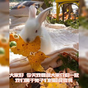 PetCoCo 🐾 Little Q Small Pet Molar Brunch Rabbit Guinea Pig Toy Cage Hanging Toy