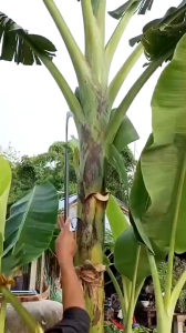 60/80cm ขอชักจีนเหล็กแมงกานีสด้ามแป๊บยาว(ตราเพชร)ทำมาจากเหล็กแมงกานีสแท้100%ใบมีดคมพิเศษ