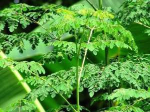Daun Kelor Segar Organik Superfood / Moringa Oleifera Fresh Pilihan Petik Langsung