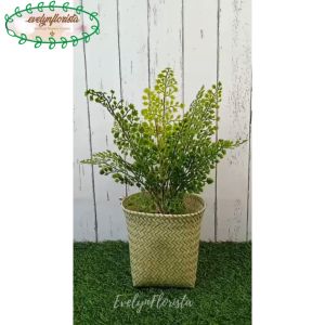 Dekorasi Ruang Tamu Aesthetic dengan Tanaman Hias Plastik Daun Tapak Pari