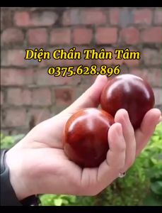COMBO 2 Quả Bi Lăn Tay Gỗ Cẩm - Mát Xa Giúp Dẻo Tay Chống Mỏi Toàn Diện