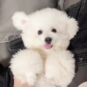 Pet Hair Grooming Comb For Dog Cat Flea Comb Stainless Steel Needle Fur Comb Dog Comb Brush