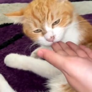 KPSCat Minyak Kelapa Dara Kucing Virgin Coconut Oil for Cat VCO for Cat Vitamin Kucing Kucing Gemuk 50mL - Lazada