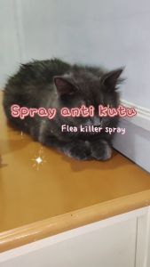 Solusi Cerdas untuk Mengatasi Kutu pada Kucing