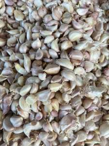 กระเทียมไทยแกะกรีบขนาด 1 กิโล 195 บาท สามารถเอาไปปลูกได้