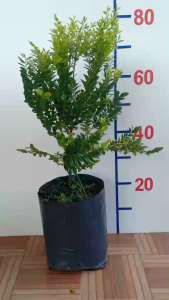 ต้นล่ำซำ ล่ำซำ Black Ebony ไม้มงคลฟอร์มสวย เสริมความเจริญรุ่งเรือง