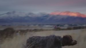 NaturVet Aller-911 Allergy Aid Plus Antioxidants 180 Soft Chews / Scoopables 315g / Alergy Aid for Cats 60 soft Chews