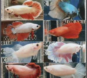 Ready Stock][Random Pick] Female Ikan Laga(Betina)3month fish /Pilih secara Rawak/Telur Penuh pada ikan/ can breed / healthy fish / Dragon / Fancy / White Butterfly / Yellow Fancy / Mustard Gas / Red Mascot / Monster Fancy