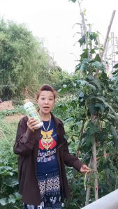 ปุ๋ยอินทรีย์"ทูน่ากุ้ง" ปุ๋ยอินทรีย์น้ำ 100% มีส่วนผสมจากเลือดปลาทูน่า มีธาตุอาหารหลักธาตุรองธาตุเสริมครบที่พืชต้องการ มีจุลินทรีย์บาซิลรัส ซับทีลิส ที่ช่วยป้องกันโรคพืชจากเชื้อราและแบคทีเรียได้หลายชนิด ทำให้พืชแข็งแรงโตไวผลผลิตสูงปลอดภัยต่อสิ่งแวดล้อม