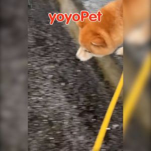 yoyopet : ผ้าพันแผล ผ้าล็อค ปลอกเท้าสำหรับสัตว์เลี้ยง ที่หุ้มเท้าแมว ถุงเท้าหมา รองเท้าใช้แล้วทิ้ง