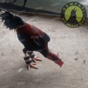 SEMPATI Barbel Ayam Bangkok 100 Gram Sepasang Pemberat Kaki Ayam Aduan Jago Petarung Begel Ayam Latihan Otot Kaki Fitness Penguat Pukulan Bending Ayam