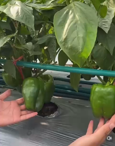 Benih Lada Benggala HijauCapsicum Seeds (30 Seeds)