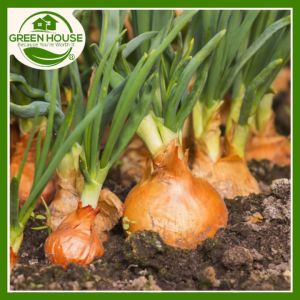 Green House® - Yellow Onion Hybrid Seeds for Planting Vegetable Plants (30 Seed) incl. Instruction for Sibuyas Plant