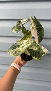 Alocasia Nairobi Night Variegatedขายแบบไข่เพาะชำชำส่งในถ้วยอบอย่างดี