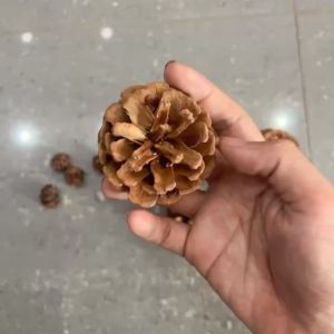 Quả thông khô (Có cành) trang trí noel decor giáng sinh làm lọ hoa khô để bàn phụ kiện chụp ảnh làm diy