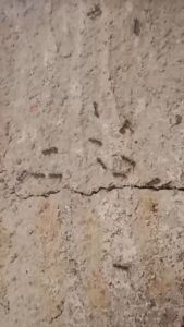 Rizarz Spray Anti Semut/Anti Kecoa/Anti Rayap/Anti Kutu/Anti Serangga 250ml Pengusir Semut Paling Efektif 250ml 100m Dijamin Ampuh - Pengusir Semut Repellent ORGANIK Obat Pembasmi Semut Dan Serangga Aman Untuk Kuli