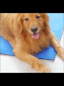 แผ่นน้ำแข็งสำหรับสัตว์เลี้ยง ถูกถ่ายจากแผ่นทำความเย็น แผ่นเจลเย็นสำหรับสัตว์เลี้ยง ฤดูร้อนนุ่ม สูงสุด แผ่นรองแมว สุนัข