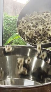 Dầu Hạt Chùm Ngây SAOLA Nguyên Chất Chống Lão Hoá Mờ Thâm Sẹo Da Sáng Mịn 10ml và 30ml