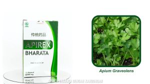 Apirex Bharata - Obat Hipertensi Obat Vertigo Sakit Kepala Obat Darah Tinggi Ampuh 100% Original