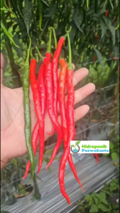 Benih Cabe Cabai Keriting Hibrida YOVI F1 10 gram Cap Mutiara Bumi