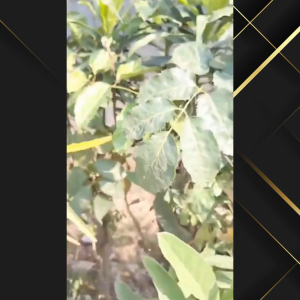 (TREENDY) KNIFEZER Gunting Dahan Ranting Buah Alat Potong Taman Multifungsi Garden Pruning Scissors