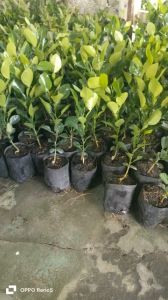 Cây chanh thái. Cây chanh chúc. Cây chúc.20k. Ảnh thật.