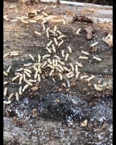 Chai Xịt Diệt Mối Mọt Tận Gốc RC-RPO 500ml Nguồn Gốc Thảo Mộc Diệt Mối Mọt Gỗ Tủ Bếp Sàn Gỗ Vệ Sinh Đồ Gia Dụng