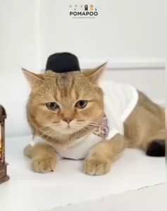 Pomapoo - Kostum Kucing dan Kostum Anjing Peci