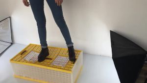 2025 Pigeon Release Cage: Customizable Solutions