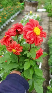 Hạt giống hoa thược dược mix màu -50 hạt-túi zíp