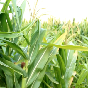 pupuk booster jagung 100ml - mempercepat pertumbuhan dan pembugahan