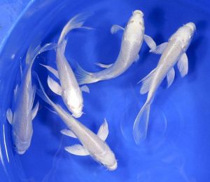 Platinum Butterfly Koi/Ornamental fish/Freshwater/Readystock