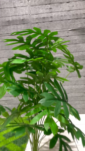 Tanaman Hias Pohon Palem Kentia Artificial Dekorasi Ruangan Aesthetic / CZ-189-4