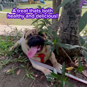 Zoomy! 10-in-1 Multivitamin Dog Treats Snack Chicken Beef Duck | Probiotics Omega-3 Eye Joint Support Skin & Coat Health