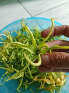 KEMBANG KENANGA 40 gram