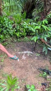 Cangkul Pembersih Pemotong Gulma Rumput Liar Kebun Sawit Jeruk Baja Asli