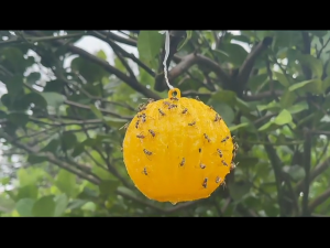 ลูกดักแมลงเมือกแมลงวัน ลูกแตงโม ขนาดแมลงวันจริง รังบวบ แมลงวันจริงขนาดใหญ่