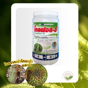 โกลฟอส-อี 1กิโลกรัม ฟอสอีทิล-อะลูมิเนียม ออกฤทธิ์ดูดซึม ป้องกันรากเน่าโคนเน่า ผลเน่า