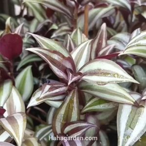 5 Keratan Batang Inch Plant/ Tradescantia Zebrina/ Wandering Jew (LIVE PLANT)
