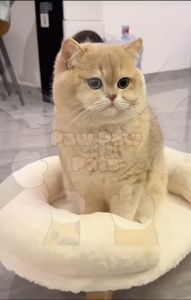 Pet Cat & Dog Sofa Bed | Katil Sofa Haiwan Kucing | 猫犬猫咪狗狗宠物沙发床