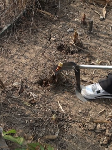 เครื่องมือดึงเสา อุปกรณ์ถอนต้นไม้ หนีบไม่ขาด ถอนรากได้  สิ่งประดิษฐ์การถอนราก