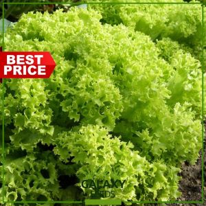 GalaxySeeds Lettuce Seeds for Planting Vegetable Plants (100 Seed) Including Fertilizer - Curly Green Lettuce