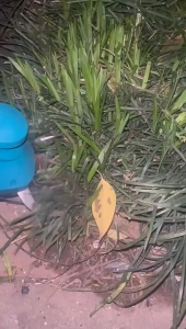 เครื่องตัดแต่งพุ่มไม้ เครื่องตัดกิ่งไม้ไฟฟ้า เครื่องตัดแต่งกิ่งไม้ Electric Hedge Trimmer กรรไกรตัดแต่งกิ่งไม้ไร้สาย กรรไกรป้องกันความเสี่ยงสนามหญ้า