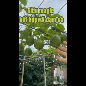 Phân bón hữu cơ Magie + Đạm cá BIOGREEN cung cấp mọi dinh dưỡng thiết yếu cho cây trồng hạ phèn dùng là xanh như rau cây cảnh hoa sầu riêng cafe...(chai pha sẵn 500ml)