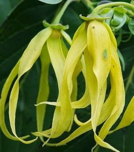 bunga kenanga wangi herbal asli organik 50 gram