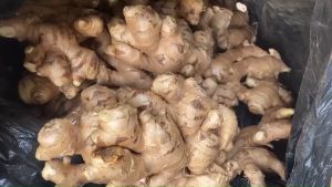 ขิงแก่สดสด 3kg พร้อมส่งงงงงงจากเมืองน่าน